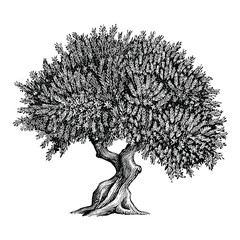 Illustration of an Olive Tree in a vintage style