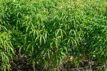 Cassava field plantation farm