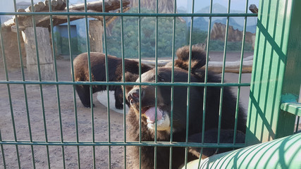 Wild Himalayan bear at the zoo