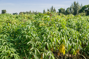Cassava tree and sky
