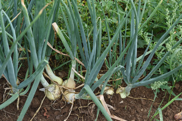 Obraz premium oignons agriculture terre planete bio