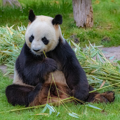 Giant panda, bear panda eating bamboo sitting in the grass