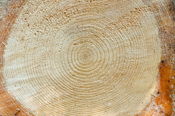 the rings on the pine tree as a natural background