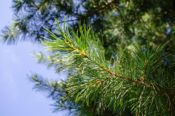 pine branch with needles against the blue sky