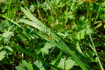 shiny dew drops on green grass close-up
