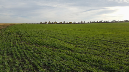 Fototapeta na wymiar A beautiful landscape of a wheat field in the countryside