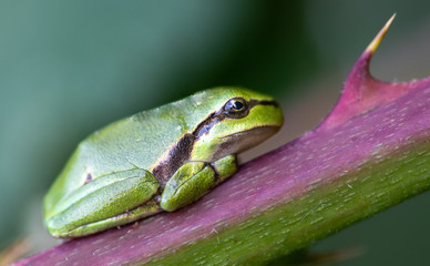 Europäische Laubfrosch (Hyla arborea) 