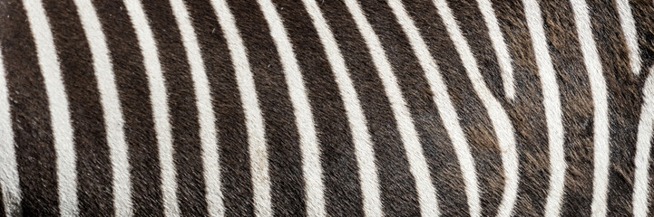 Pattern of zebra skin useful for panoramic background © kelifamily