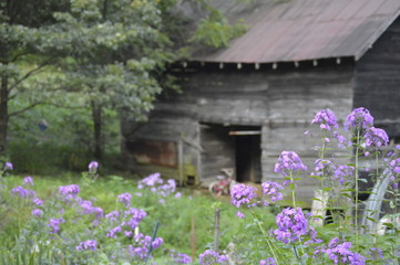 Barn and a garden