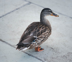 Duck
