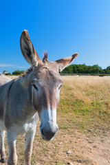 Famous donkey on Ile de Re