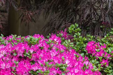 Obraz premium pink rhododendron with green leaves against shadows