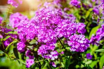 Obraz premium Phlox paniculata is growing in the country garden 