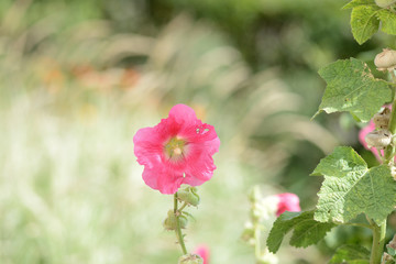 Delicate hollyhock flowers in a summer garden on a sunny day closeup
