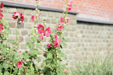 Delicate hollyhock flowers in a summer garden on a sunny day closeup