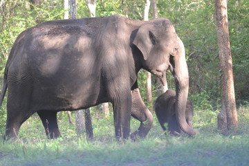 Fototapeta premium elephant in forest