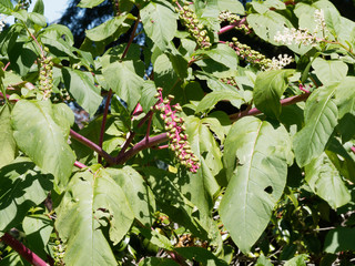 Phytolacca americana | Raison d'Amérique ou teinturier aux longues grappes de fruits pendantes non...