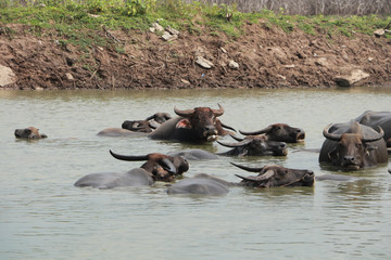 Fototapeta premium hippos in river