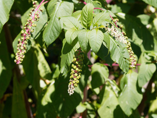 Obraz premium Phytolacca americana | Raison d'Amérique ou teinturier aux longues grappes de fruits pendantes non matures sur de longues tiges rosâtre et rougeâtre
