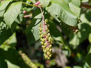 Gros plan sur grappe pendante de baies non matures du raisin d'Am&eacute;rique ou teinturier (Phytolacca americana)