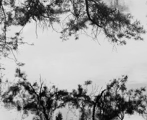 Pine branch reflected in water