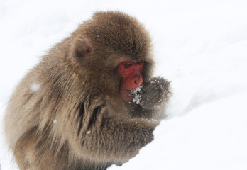 Hot bath for snow monkeys in Jigokudani Monkey Park in Nagano Japan