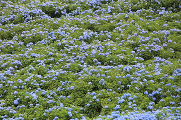 無数の青いアジサイ(宮城県)