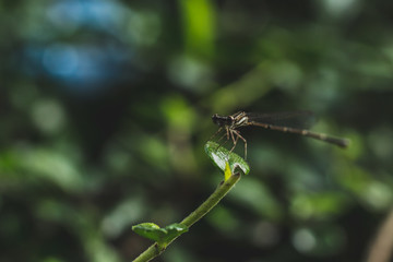 dragonfly on a leaf Close up shot