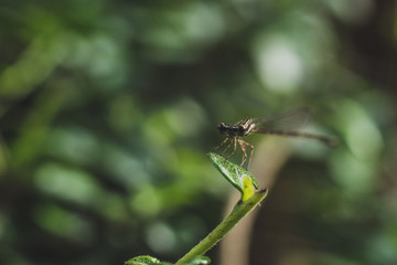 dragonfly on a leaf Close up shot