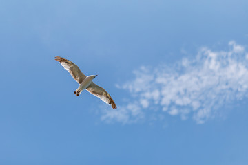 flying seagull on blue sky
