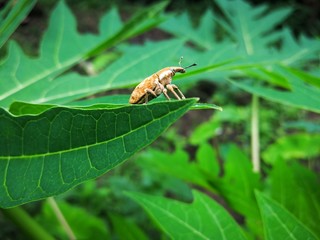 bug on leaf