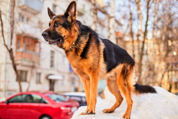 Dog German Shepherd in a city in a winter