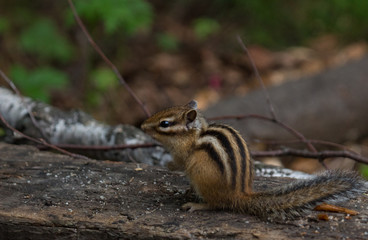 chipmunk in the forest, Tamias