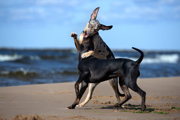 two catahoula dogs playing together on the beach
