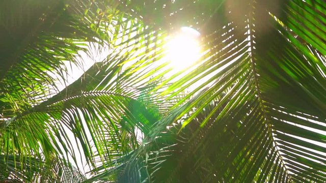 details sunrays through the foliage of palm trees lens flare