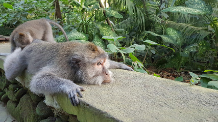 Monkeys in a forest in Bali, Indonesia