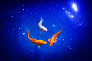 Three orange and white koi carp fishes closeup, navy blue sea background, goldfish swims in pond,...