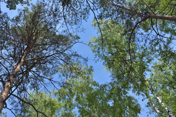 Pine, birch and sky.
