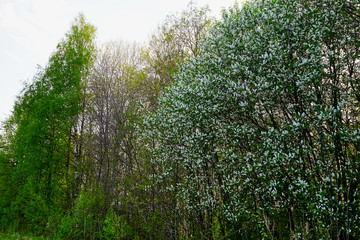 Fototapeta premium Landscape with a large Bush with white flowers in the evening in a spring