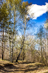 Obraz premium spring forest