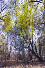 spring forest with leaves