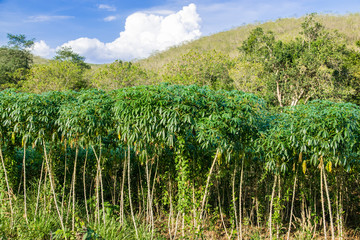 Obraz premium Country road in Cassava plantation field