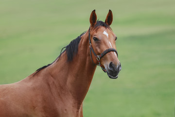 portrait of bay mare horse in green field in summer