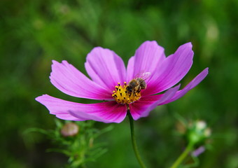 Obraz premium Cosmea,Biene,Schmuckkörbchen,Cosmos,Bee