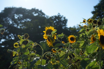 松島のひまわり