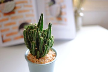 In selective focus cactus flower growing in a small blue pot on white table in the room area with...