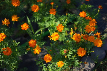 オレンジのコスモス