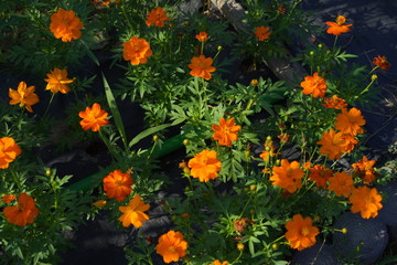 オレンジのコスモス