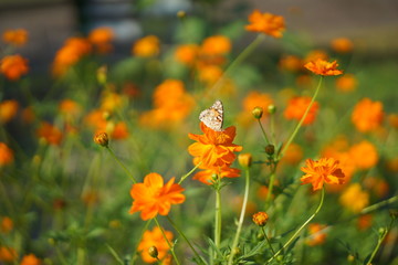 オレンジのコスモス
