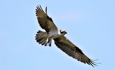 Fototapeta premium Osprey